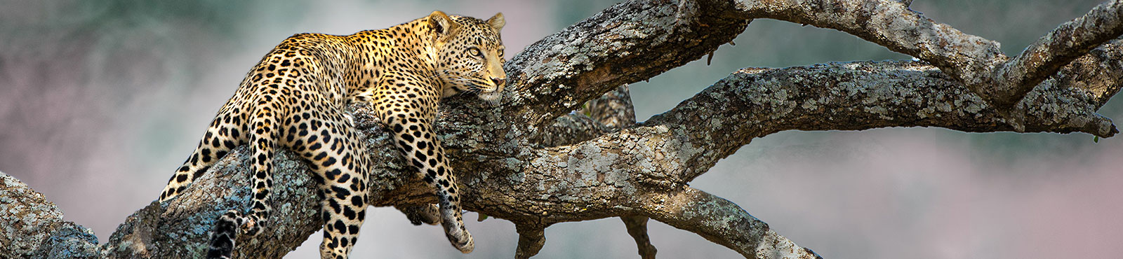 Africa_Tema_Banner_Serengeti_Leopard_shutterstock_110995847