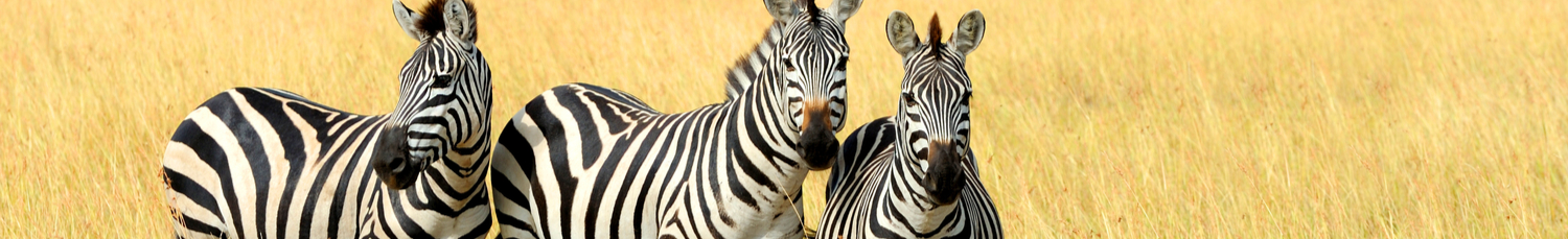 1500x229_safari2_shutterstock_316593083