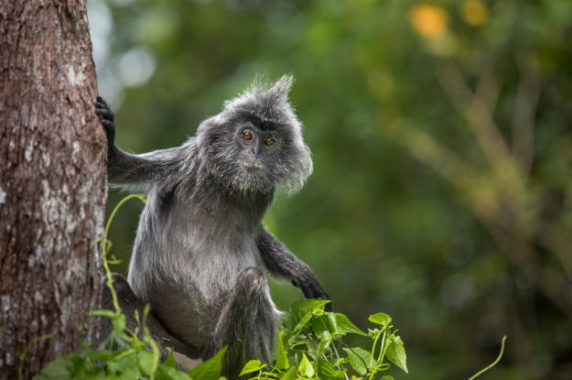 Malaysia_silverleafed_monkey_625x416_shutterstock_573424525