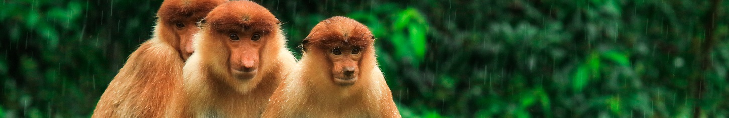 malaysia_shutterstock_banner_1153387189